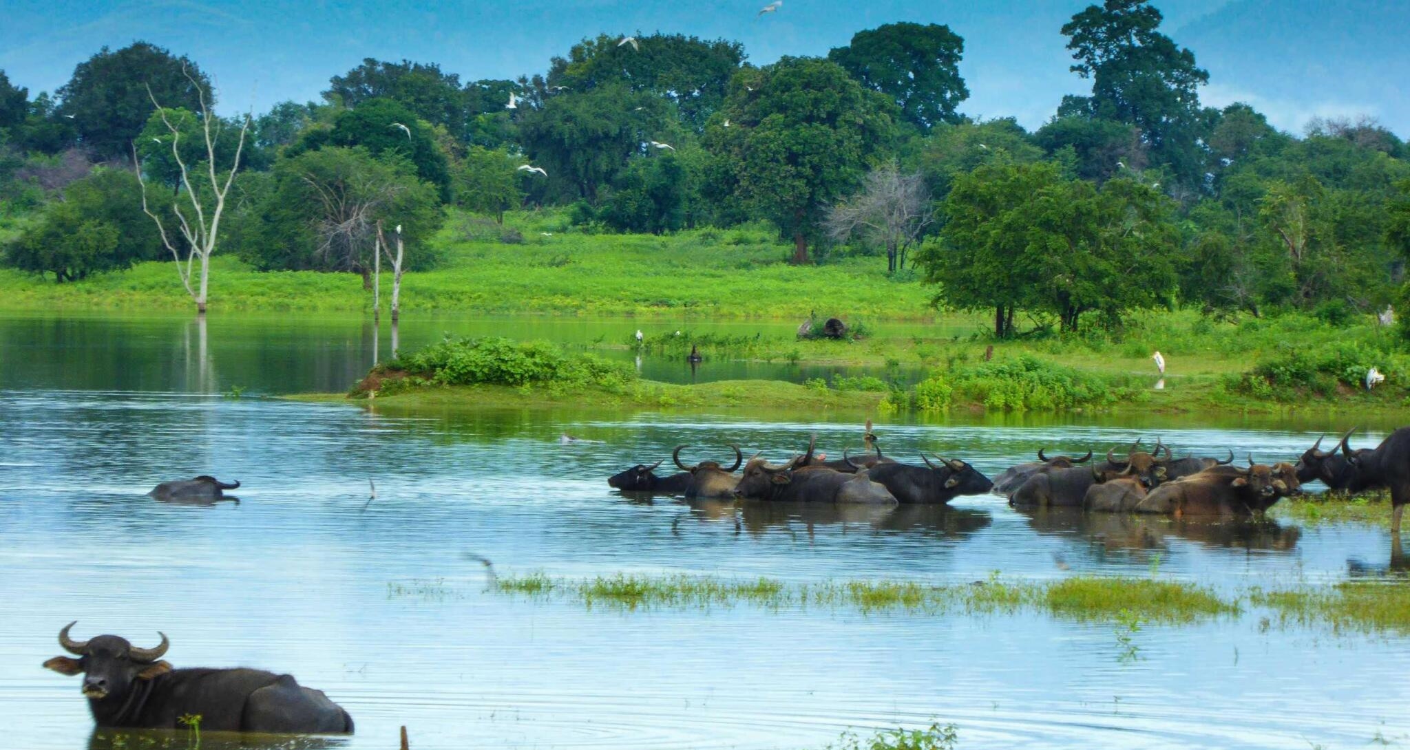 Safari at Udawalawe