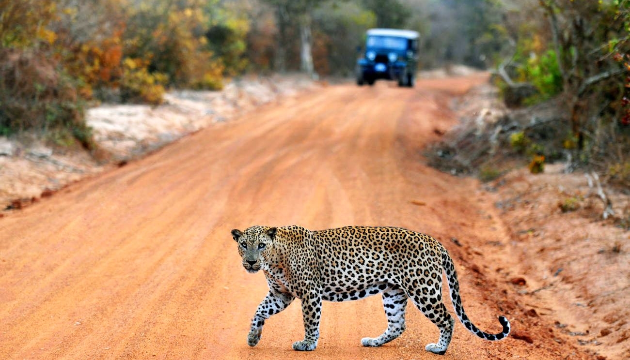 Safari at Yala